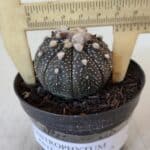 ASTROPHYTUM ASTERIAS “Purple”  Nº 903 – vaso 09
