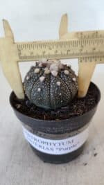 ASTROPHYTUM ASTERIAS “Purple”  Nº 903 – vaso 09