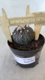 ASTROPHYTUM ASTERIAS “Purple”  Nº 903 – vaso 09 - Imagem 6
