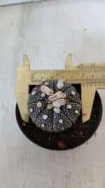 ASTROPHYTUM ASTERIAS “Purple”  Nº 903 – vaso 09 - Imagem 5