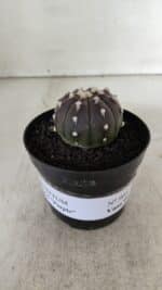 ASTROPHYTUM ASTERIAS “Purple”  Nº 905 – vaso 09 - Imagem 2