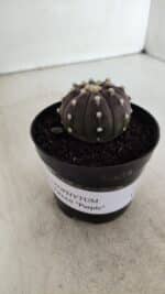 ASTROPHYTUM ASTERIAS “Purple”  Nº 905 – vaso 09 - Imagem 10
