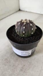 ASTROPHYTUM ASTERIAS “Purple”  Nº 905 – vaso 09 - Imagem 9