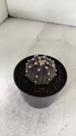 ASTROPHYTUM ASTERIAS “Purple”  Nº 905 – vaso 09 - Imagem 8