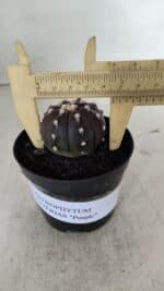ASTROPHYTUM ASTERIAS “Purple”  Nº 905 – vaso 09