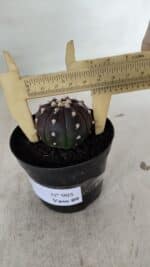 ASTROPHYTUM ASTERIAS “Purple”  Nº 905 – vaso 09 - Imagem 6