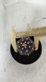 ASTROPHYTUM ASTERIAS “Purple”  Nº 905 – vaso 09 - Imagem 5