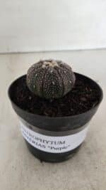 ASTROPHYTUM ASTERIAS “Purple”  Nº 906 – vaso 09 - Imagem 2