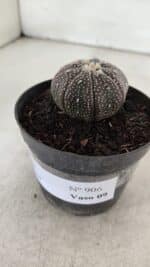ASTROPHYTUM ASTERIAS “Purple”  Nº 906 – vaso 09 - Imagem 9