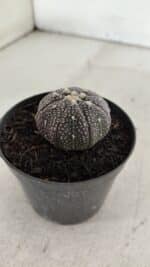 ASTROPHYTUM ASTERIAS “Purple”  Nº 906 – vaso 09 - Imagem 8