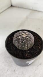 ASTROPHYTUM ASTERIAS “Purple”  Nº 906 – vaso 09 - Imagem 7