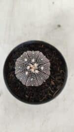 ASTROPHYTUM ASTERIAS “Purple”  Nº 906 – vaso 09 - Imagem 3