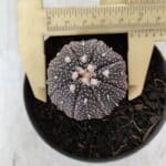 ASTROPHYTUM ASTERIAS “Purple”  Nº 906 – vaso 09