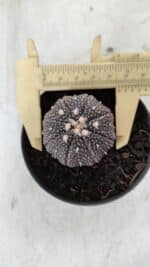 ASTROPHYTUM ASTERIAS “Purple”  Nº 906 – vaso 09