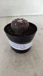 ASTROPHYTUM ASTERIAS “Purple”  Nº 907 – vaso 09 - Imagem 2