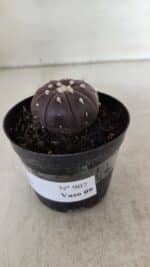 ASTROPHYTUM ASTERIAS “Purple”  Nº 907 – vaso 09 - Imagem 9