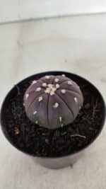 ASTROPHYTUM ASTERIAS “Purple”  Nº 907 – vaso 09 - Imagem 8