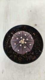 ASTROPHYTUM ASTERIAS “Purple”  Nº 907 – vaso 09 - Imagem 3