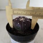 ASTROPHYTUM ASTERIAS “Purple”  Nº 907 – vaso 09
