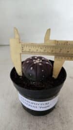 ASTROPHYTUM ASTERIAS “Purple”  Nº 907 – vaso 09