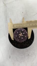 ASTROPHYTUM ASTERIAS “Purple”  Nº 907 – vaso 09 - Imagem 5