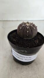 ASTROPHYTUM ASTERIAS “Purple”  Nº 908 – vaso 09 - Imagem 2