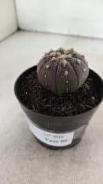 ASTROPHYTUM ASTERIAS “Purple”  Nº 908 – vaso 09 - Imagem 9