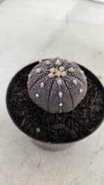 ASTROPHYTUM ASTERIAS “Purple”  Nº 908 – vaso 09 - Imagem 8