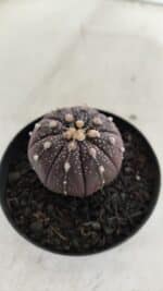 ASTROPHYTUM ASTERIAS “Purple”  Nº 908 – vaso 09 - Imagem 6