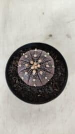 ASTROPHYTUM ASTERIAS “Purple”  Nº 908 – vaso 09 - Imagem 3