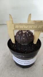 ASTROPHYTUM ASTERIAS “Purple”  Nº 908 – vaso 09 - Imagem 4