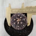 ASTROPHYTUM ASTERIAS “Purple”  Nº 908 – vaso 09