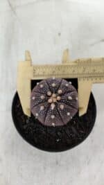 ASTROPHYTUM ASTERIAS “Purple”  Nº 908 – vaso 09