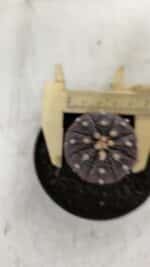 ASTROPHYTUM ASTERIAS “Purple”  Nº 908 – vaso 09 - Imagem 5