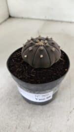 ASTROPHYTUM ASTERIAS “Purple”  Nº 909 – vaso 09 - Imagem 11