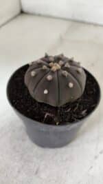 ASTROPHYTUM ASTERIAS “Purple”  Nº 909 – vaso 09 - Imagem 10