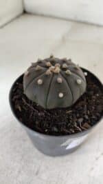 ASTROPHYTUM ASTERIAS “Purple”  Nº 909 – vaso 09 - Imagem 9