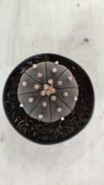 ASTROPHYTUM ASTERIAS “Purple”  Nº 909 – vaso 09 - Imagem 5