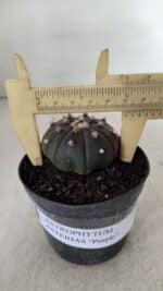 ASTROPHYTUM ASTERIAS “Purple”  Nº 909 – vaso 09 - Imagem 6