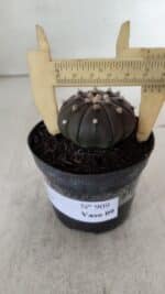 ASTROPHYTUM ASTERIAS “Purple”  Nº 909 – vaso 09 - Imagem 8
