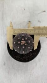 ASTROPHYTUM ASTERIAS “Purple”  Nº 909 – vaso 09 - Imagem 7