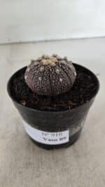 ASTROPHYTUM ASTERIAS “Purple”  Nº 910 – vaso 09 - Imagem 9