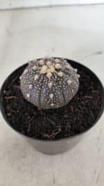 ASTROPHYTUM ASTERIAS “Purple”  Nº 910 – vaso 09 - Imagem 8