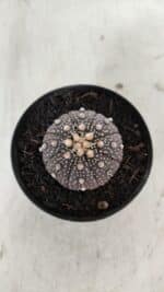 ASTROPHYTUM ASTERIAS “Purple”  Nº 910 – vaso 09 - Imagem 3