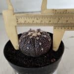 ASTROPHYTUM ASTERIAS “Purple”  Nº 910 – vaso 09