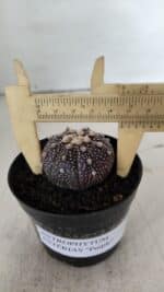 ASTROPHYTUM ASTERIAS “Purple”  Nº 910 – vaso 09