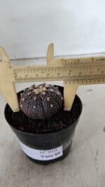 ASTROPHYTUM ASTERIAS “Purple”  Nº 910 – vaso 09 - Imagem 6