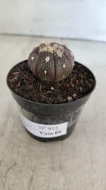 ASTROPHYTUM ASTERIAS “Purple”  Nº 915 – vaso 09 - Imagem 9