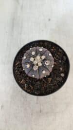 ASTROPHYTUM ASTERIAS “Purple”  Nº 915 – vaso 09 - Imagem 3