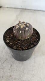 ASTROPHYTUM ASTERIAS “Purple”  Nº 915 – vaso 09 - Imagem 8